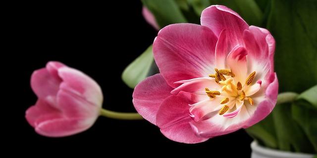 tulip, flower, flower background