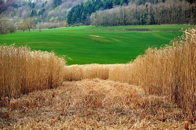 miscanthus, elephant grass, miscanthus x giganteus