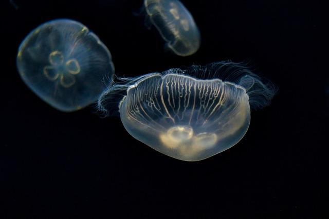 jellyfish, sea jellies, animals