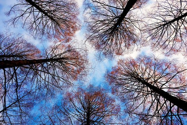 treetops, trees, forest