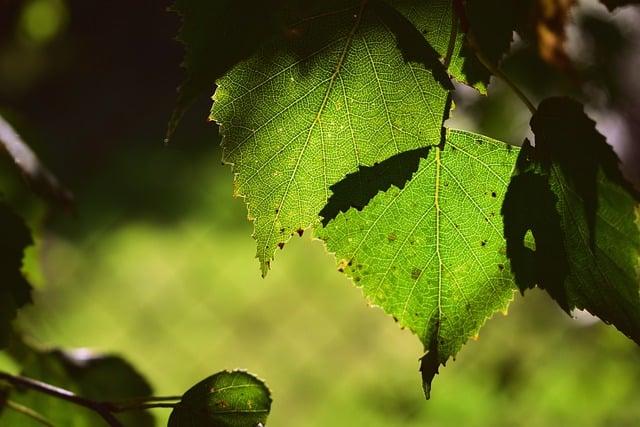 leaves, birch, tree