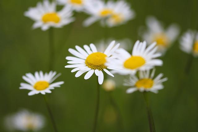 daisies, flower wallpaper, flower