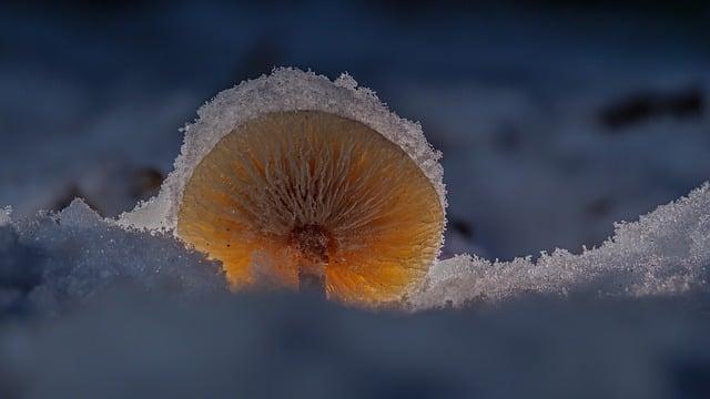 mushrooms, snow, disc fungus