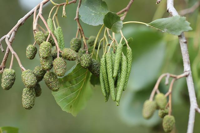 black alder, blackle, tree fruits