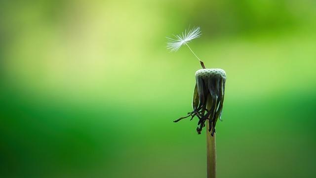 dandelion, macro, seeds