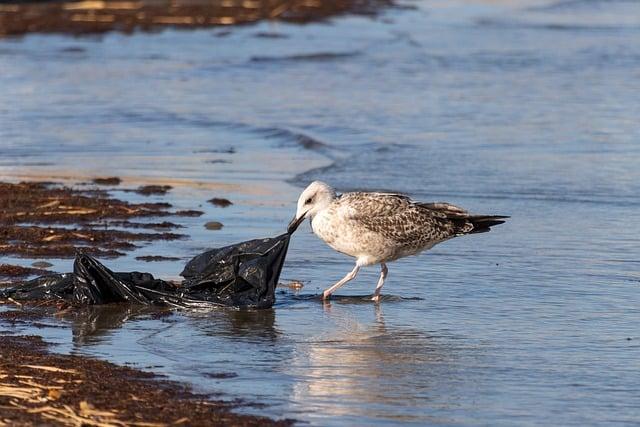 seagull, plastic bag, ocean