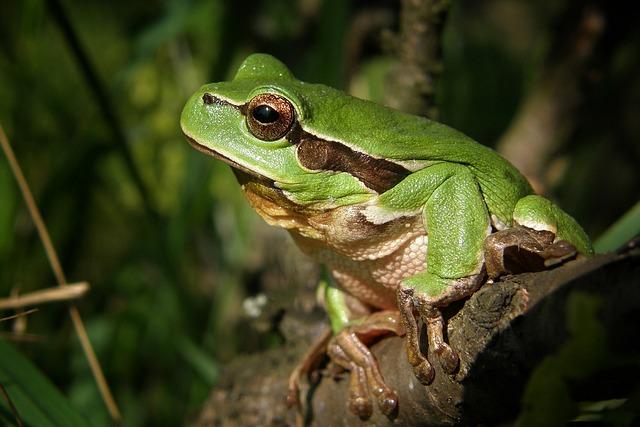 tree frog, frog, tree