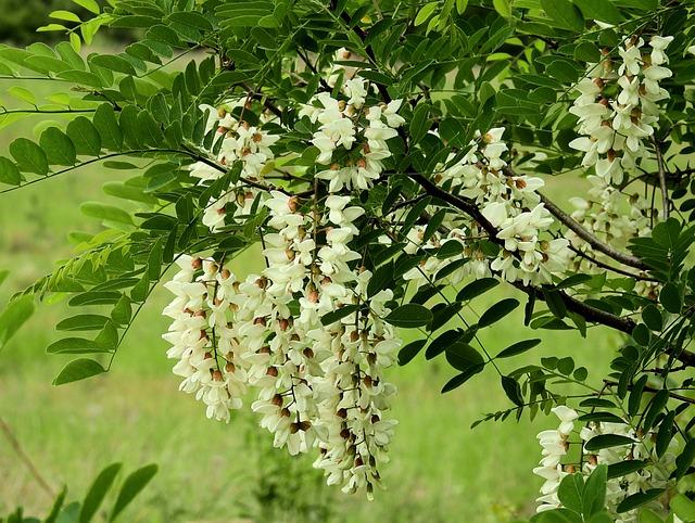 Acacia (Acacia genus)