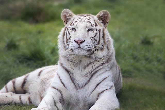 Hunters hand in weapons to protect tiger reserve