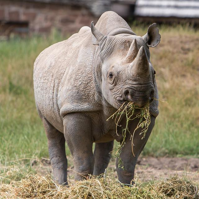 animal, nature, rhinoceros, mammal, species, fauna, wildlife, black rhino, chester zoo
