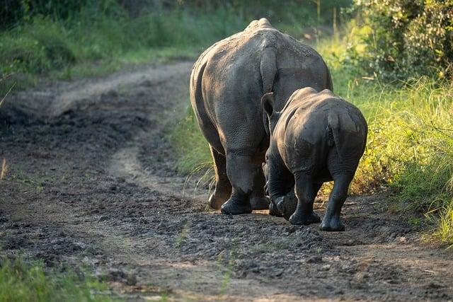 rhinoceros, baby rhino, wildlife photography, safari animals, endangered species, african savannah, animal love, wild mammals, conservation, nature walk