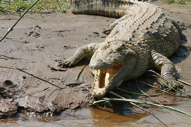 crocodile, nile, ethiopia, chamo lake, crocodile, crocodile, crocodile, crocodile, crocodile