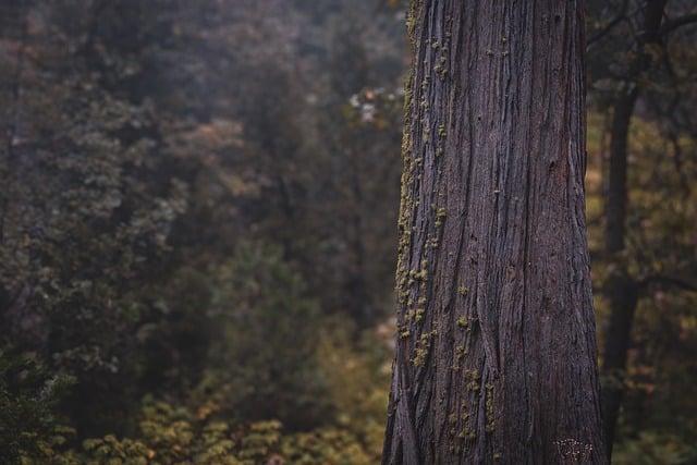 tree, pine, moss