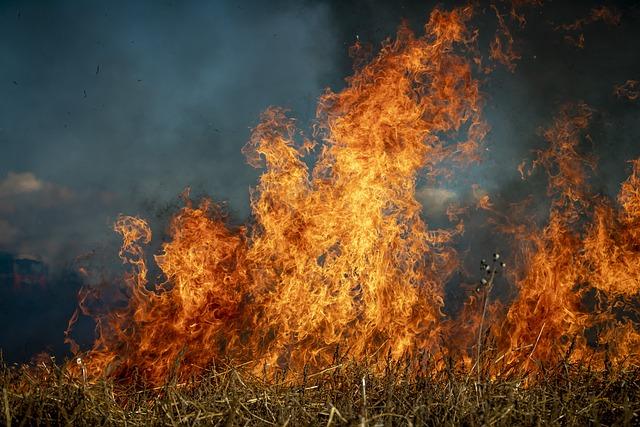 fire, field, nature