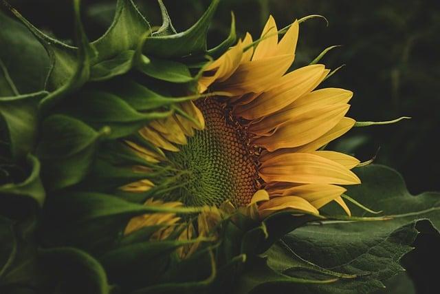 sunflower, petals, seeds