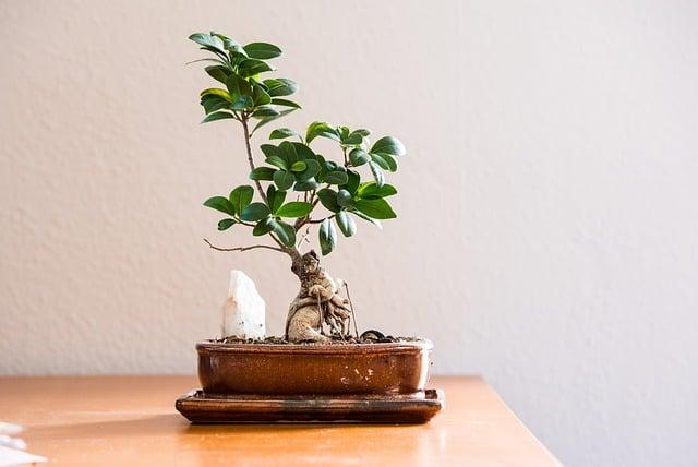 living room, quiet, houseplant