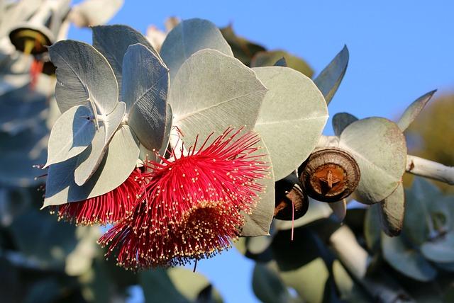 Exploring the Wonders of Eucalyptus: Benefits, Uses, and Environmental Impact