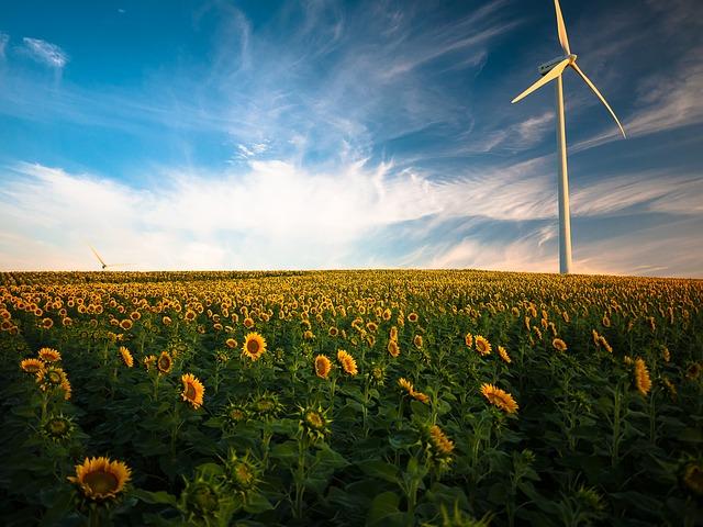 sunflowers, windmill, field