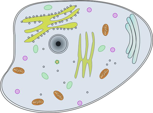 view, nature, cell, information, close, microscope, animal, biology, visual