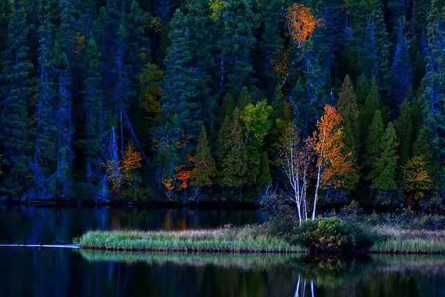 lake, forest, autumn