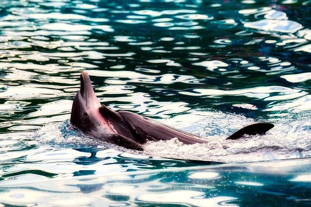 Yangtze Finless Porpoise