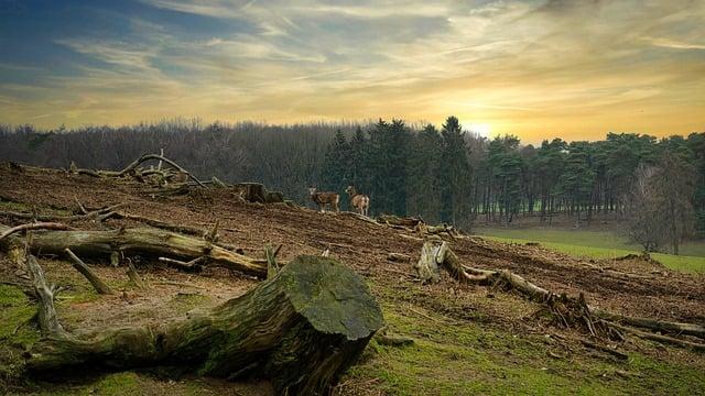 forest, sunrise, deforestation