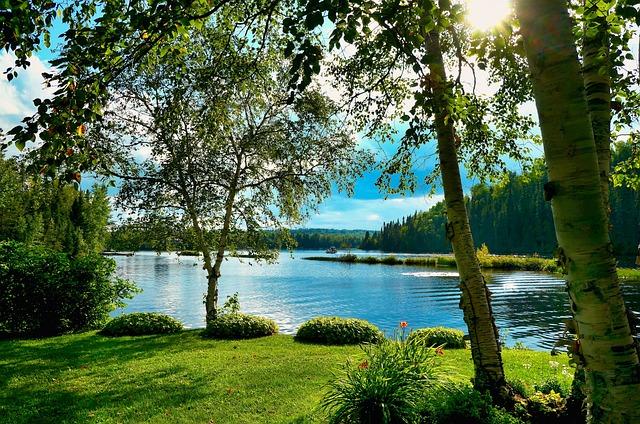 lake, sunny, forest