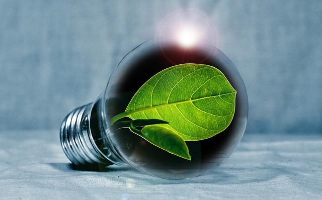 lightbulb, leaf, chlorophyll