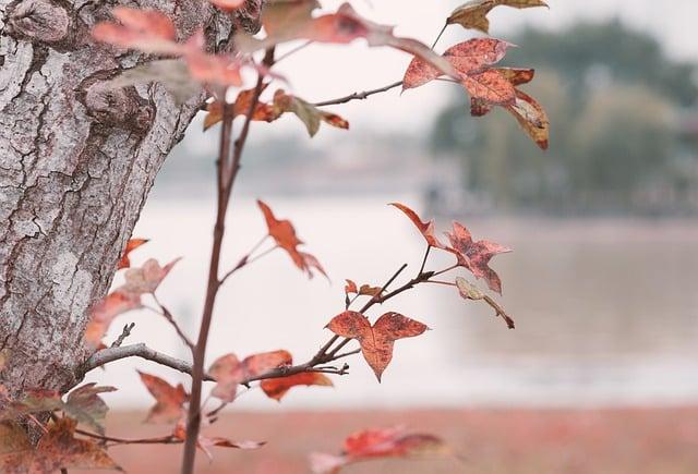 hanoi, forest, leaves