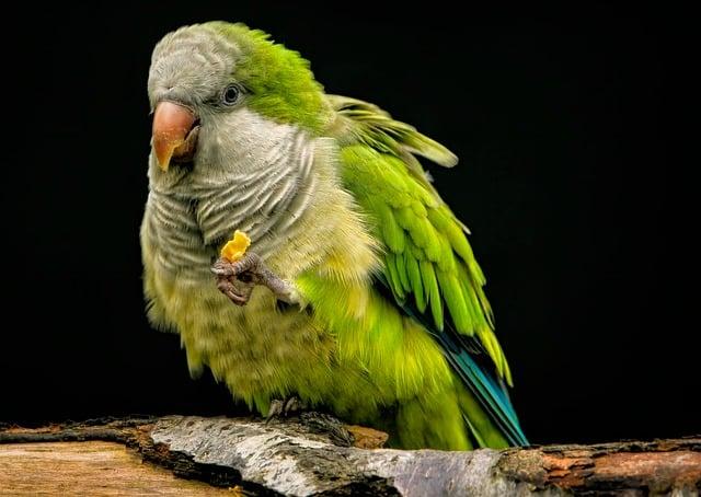 parrot, parakeet, monk parakeet