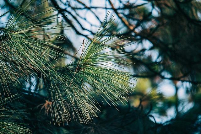 pine tree, branch, plant