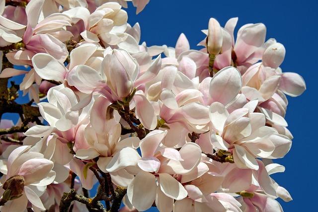 magnolia, flowers, spring