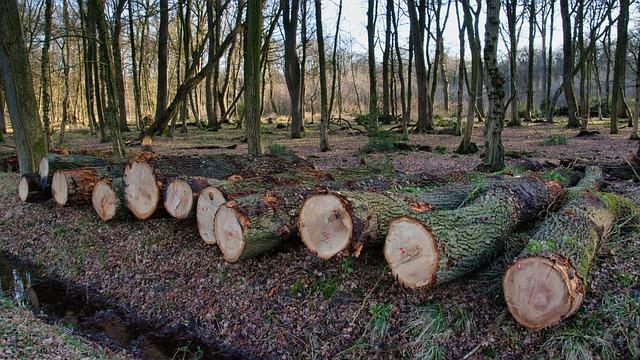 wood, logs, bole