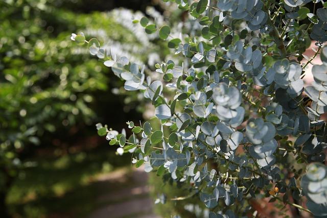 eucalyptus, leaf, plant