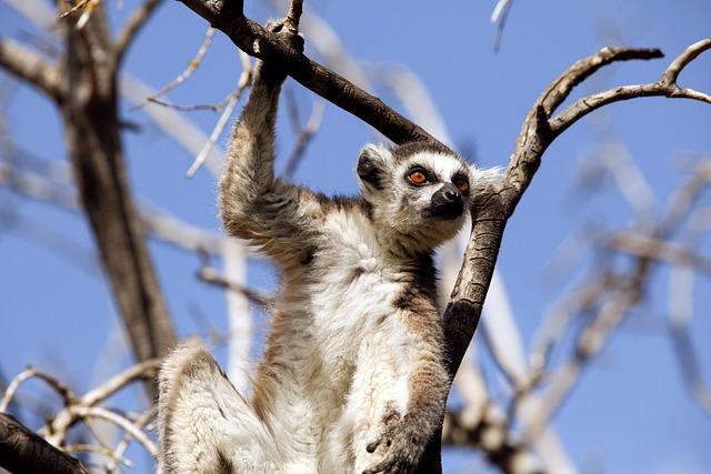 lemur, mammal, tree