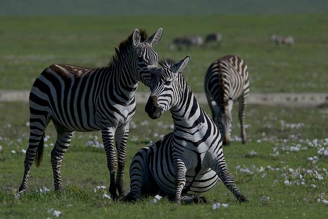 zebras, animals, safari