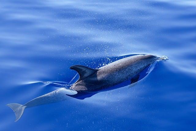 dolphin, ocean, nature