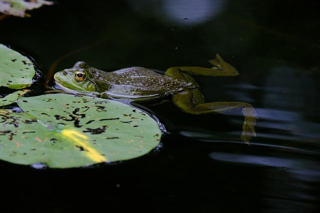 Atlantic Forest Tree Frog