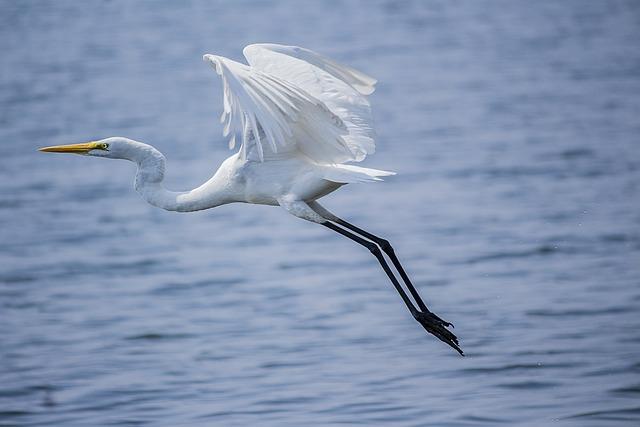 bird, nature, great egret