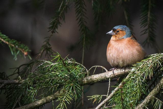 bird, common chaffinch, chaffinch