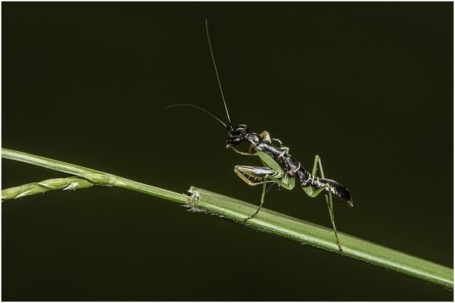 praying mantis, insect, mantis