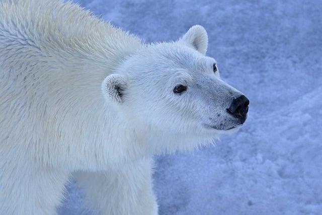 polar bear, animal, arctic