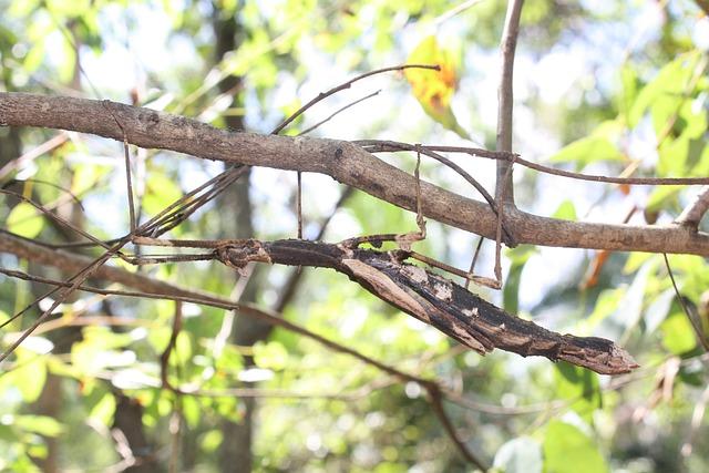 stick insect, camouflage, insect