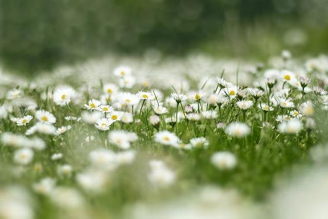 Daisy (Bellis perennis)