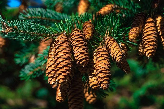 cones, pine, pine tree