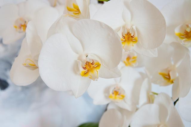 flower, orchid, nature