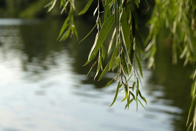 willow, lake, pond