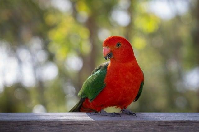 australian king parrot, king parrot, parrot