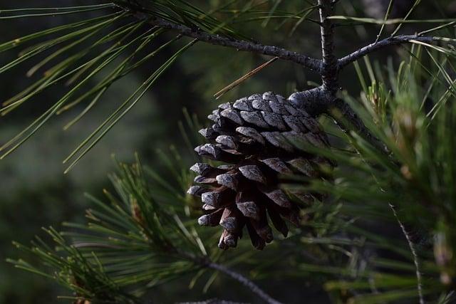 pine, pine cone, tree