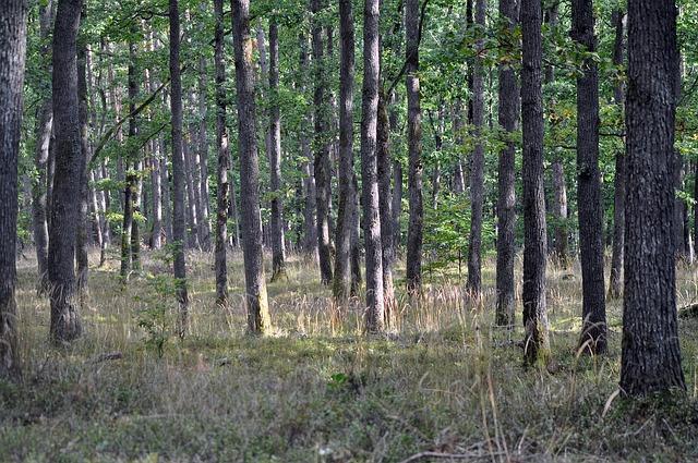 oak forest, forest, oak trees